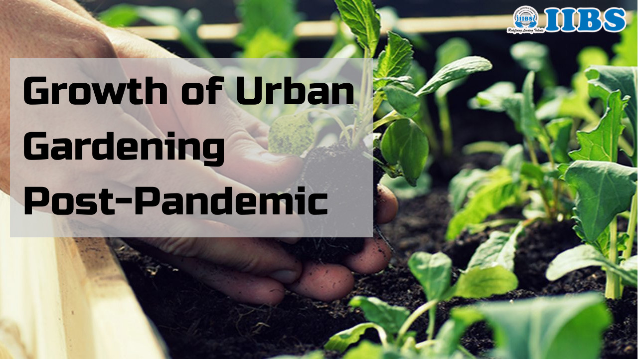 Growth of Urban Gardening Post-Pandemic |  MBA Colleges in Bangalore List