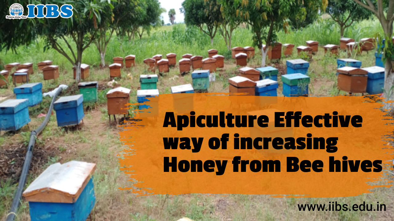 Apiculture: Effective way of increasing Honey from Bee hives |  MBA in HR Colleges in Bangalore