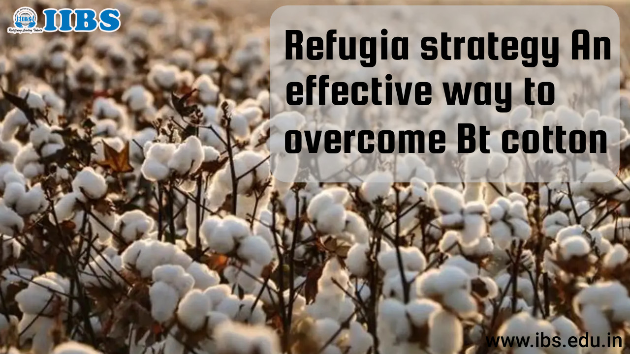 Refugia strategy: An effective way to overcome Bt cotton resistance problem in cotton bollworm | MBA  Bangalore